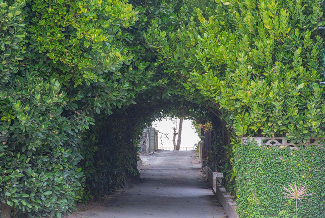 road through a tunnel of plants